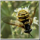 Chrysotoxum verralli - Verrall's Wespenschwebfliege  hsk w00.jpg